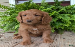 Goldendoodle dogs for sale: Ellie - Image 24