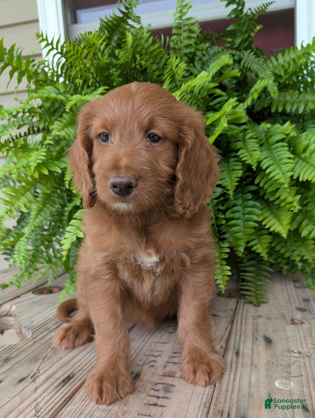 Goldendoodle dogs for sale: Ellie - Image 24
