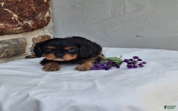 Cavalier King Charles Spaniel dogs for sale: Sparkle - Image 8