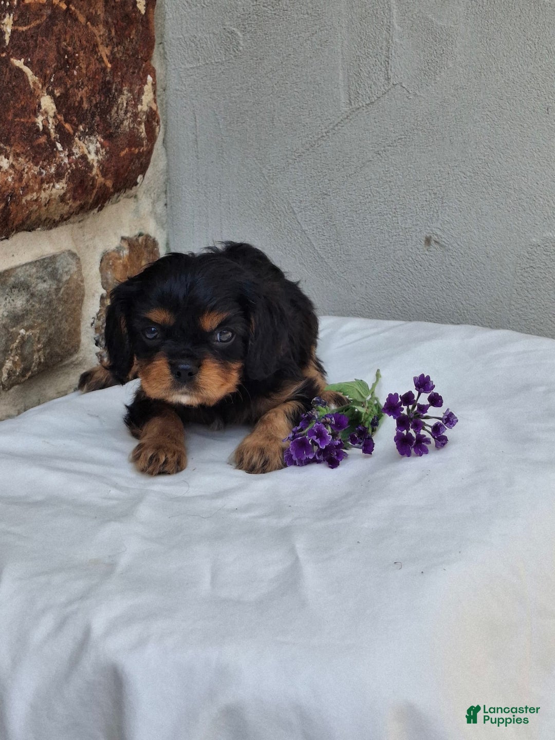 Cavalier King Charles Spaniel dogs for sale: Sparkle - Image 8