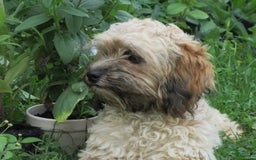 Cockapoo dogs for sale: Coca Cola - Image 4
