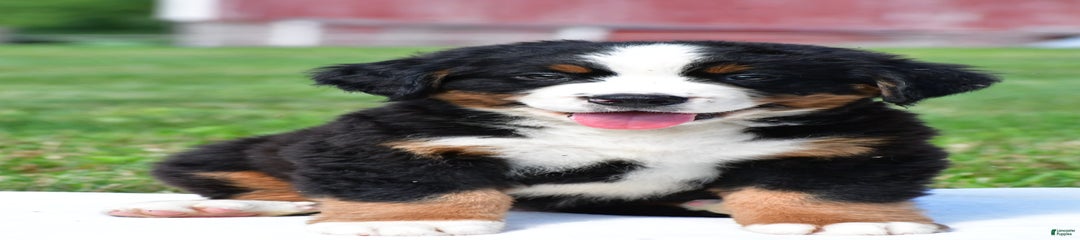 Bubba