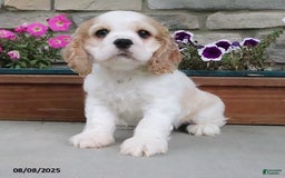 Cocker Spaniel dogs for sale: Ozzy - Image 5