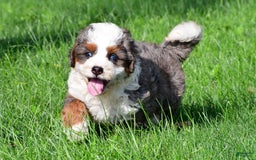 Mini Bernedoodle dogs for sale: Cassidy - Image 1