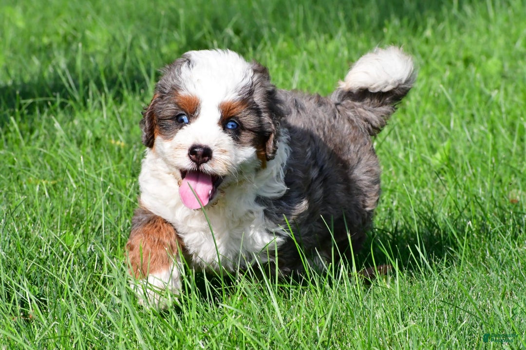 Mini Bernedoodle dogs for sale: Cassidy - Image 1