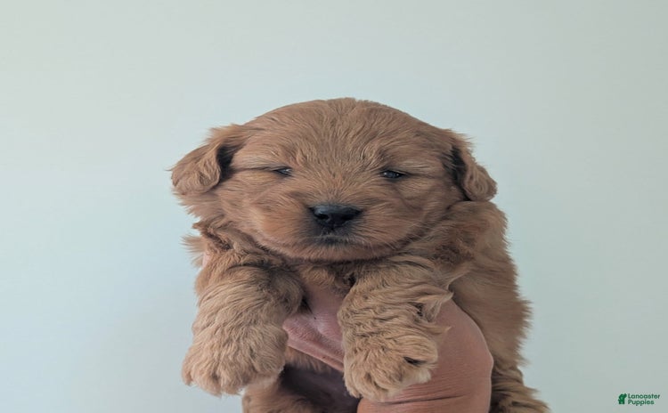 Mini Goldendoodle dogs for sale - Ad 3