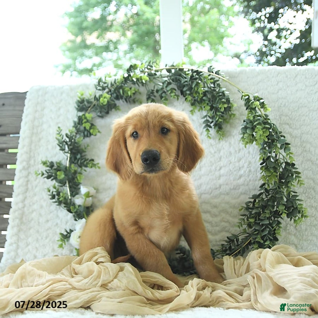 Golden Retriever dogs for sale: Abram - Image 12