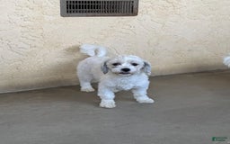 Teddy Bear dogs for sale: Devin - Image 2