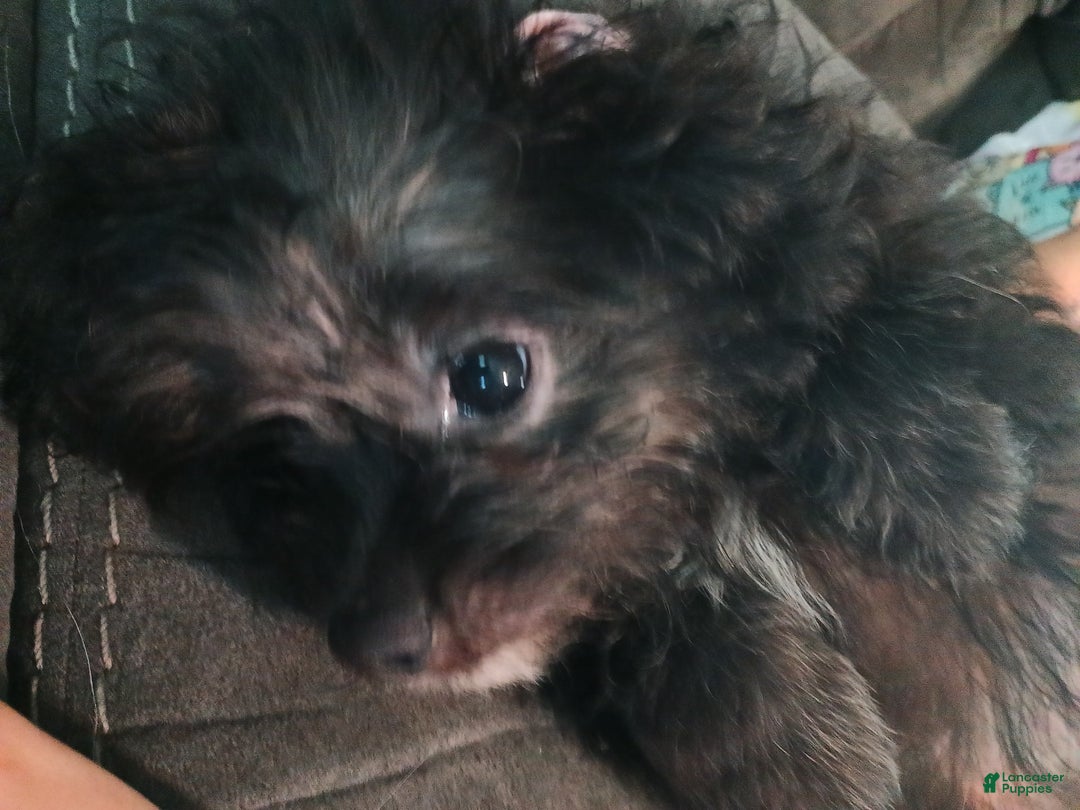 Shihpoo dogs for sale: Pomshihpoo Male Puppy🖤 - Image 4