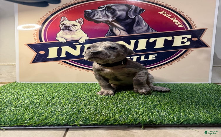 Cane Corso dogs - Advert 3