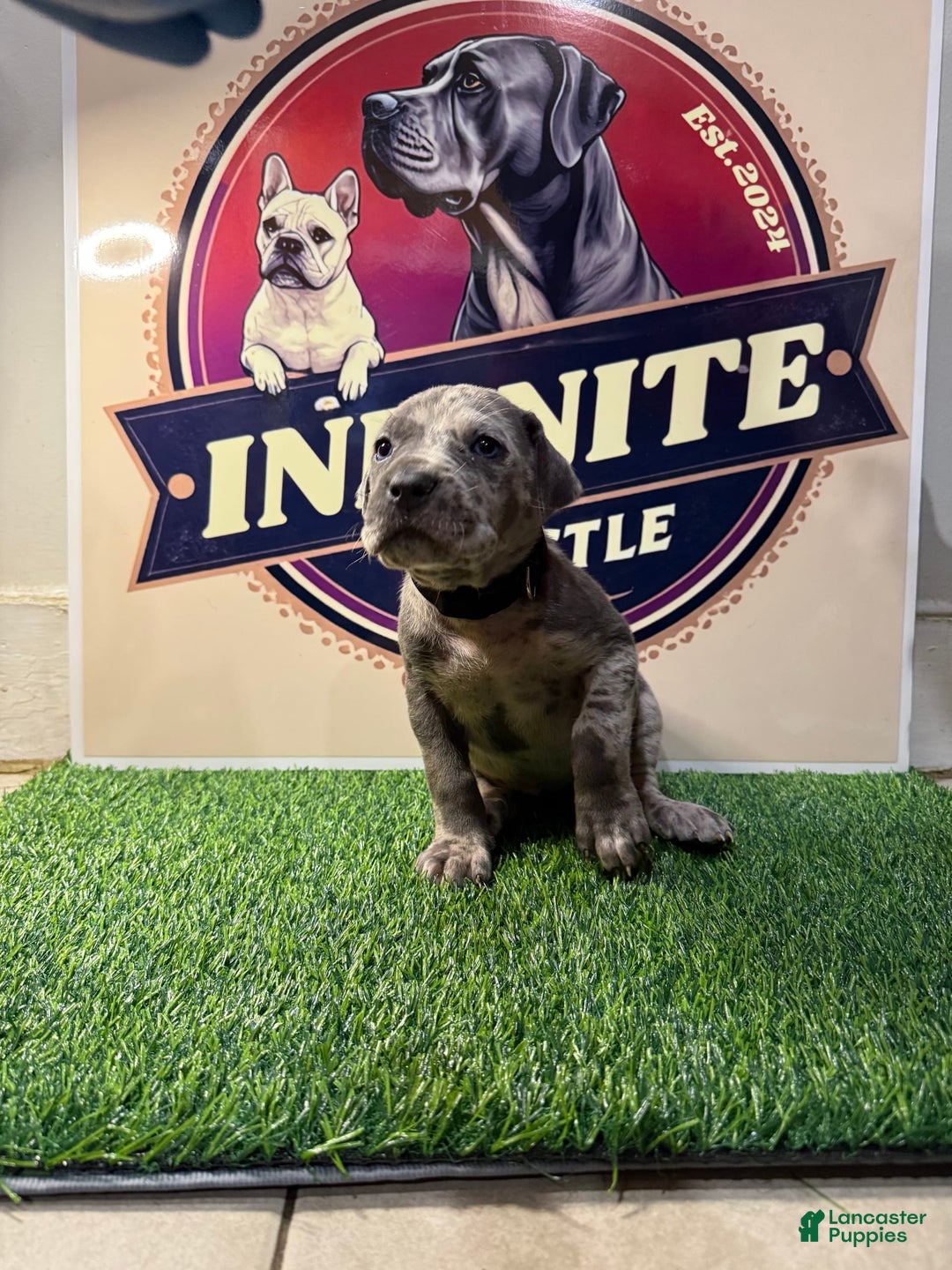 Cane Corso dogs for sale: Merle Female 2 - Listing for pets: Blue Male 2, Blue Male 3, Merle Female 1, Merle Female 2, Merle Female 3, Merle Female 4 - Image 1
