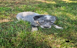 Australian Cattle Dog dogs for sale: Cooper - Image 3
