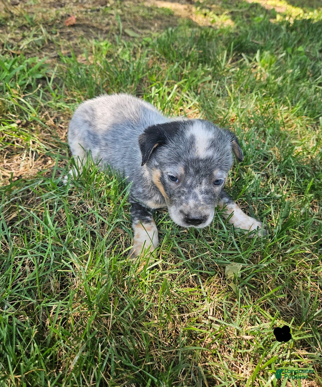 Australian Cattle Dog dogs for sale: Cooper - Image 3