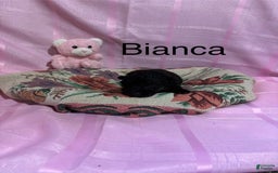 German Shepherd dogs for sale: Bianca - Image 3