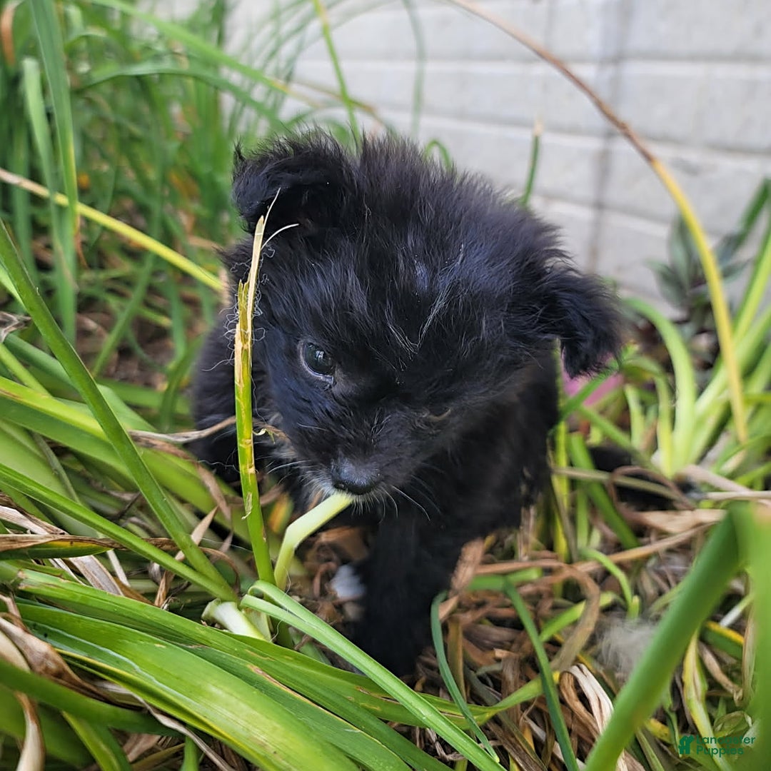 Pomeranian dogs for sale: Oreo - Image 6