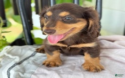 Miniature Dachshund dogs for sale: Miniature Dachshund 7 puppies - Image 24