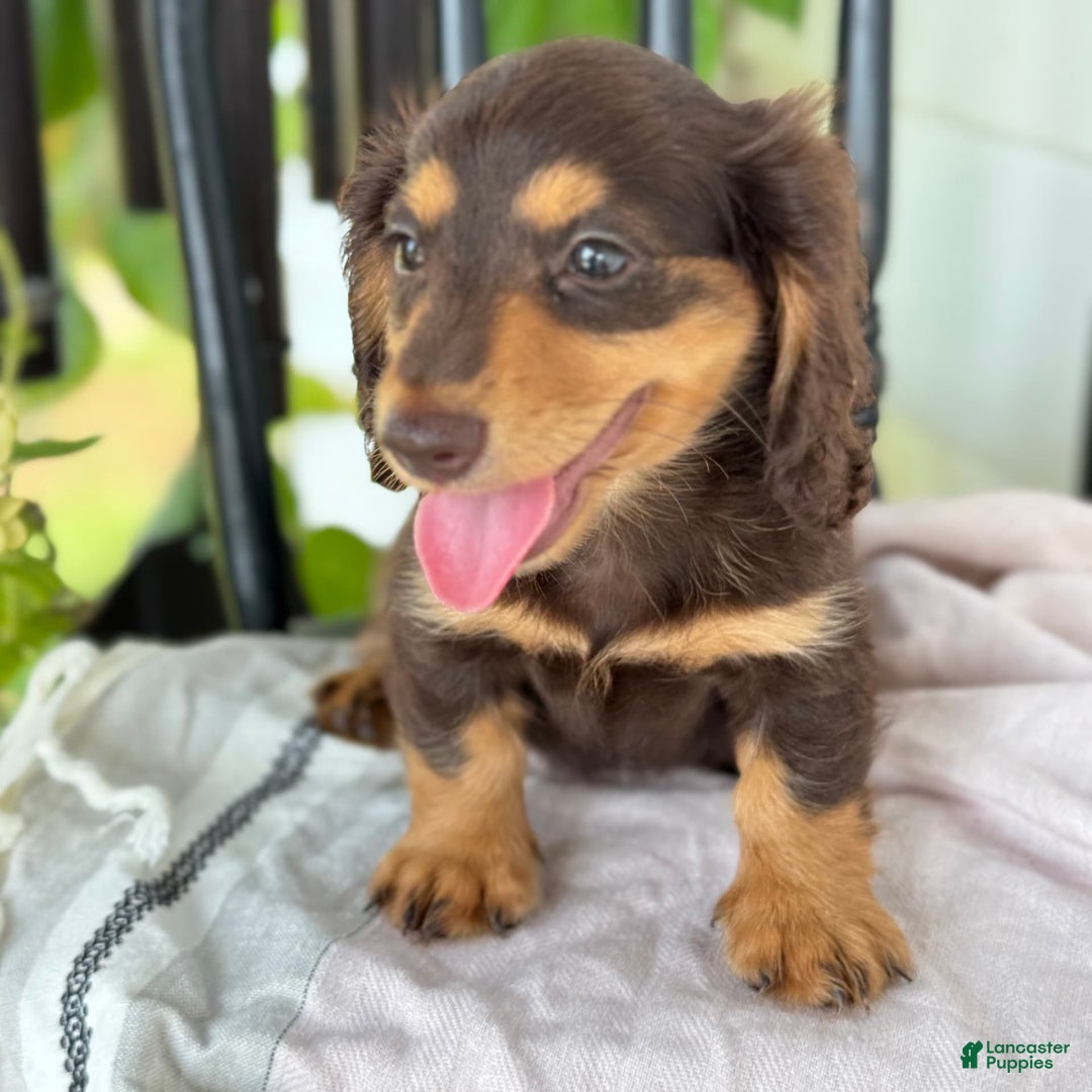 Miniature Dachshund dogs for sale: Miniature Dachshund 7 puppies - Image 24