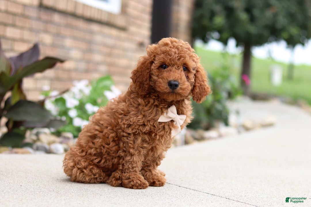 Goldendoodle dogs for sale: Hawk - Image 21