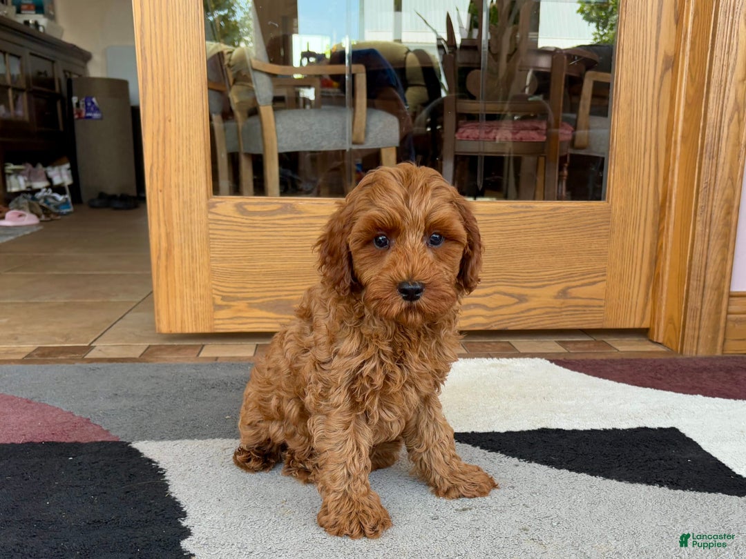 Cockapoo dogs for sale: Ray - Image 5