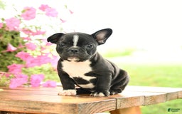 Frenchton dogs for sale: Gretta - Image 1
