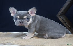 French Bulldog dogs for sale: Bella - Image 2