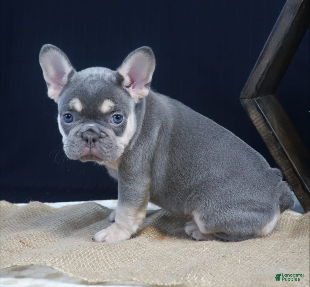 French Bulldog dogs for sale: Bella - Image 2