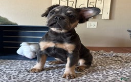 French Bulldog dogs for sale: Wanda - Image 3