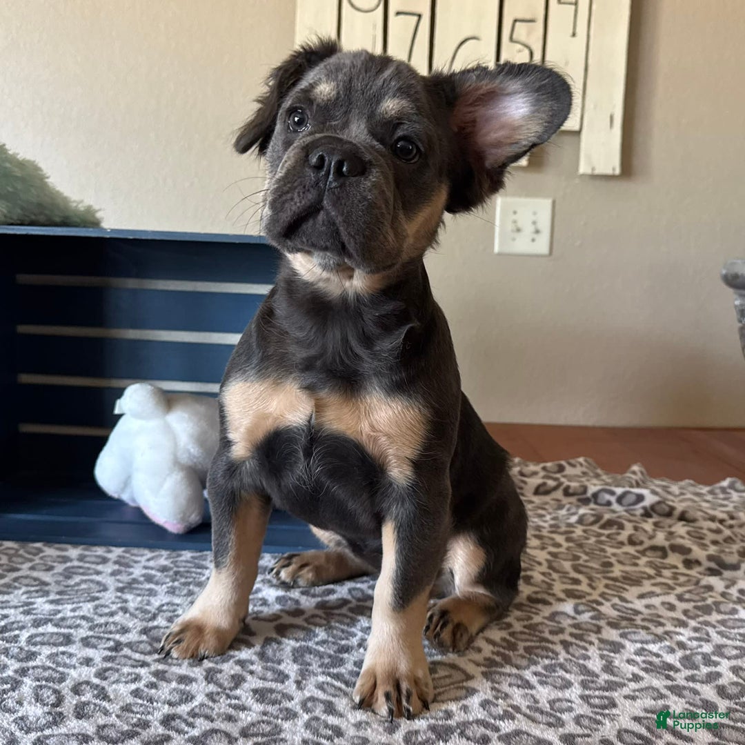 French Bulldog dogs for sale: Wanda - Image 3
