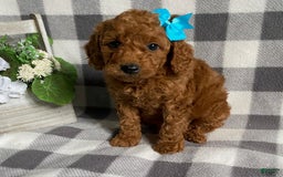 Mini Goldendoodle dogs for sale: Lexi - Image 2