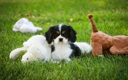 Cavalier King Charles Spaniel dogs for sale: Nero - Image 5