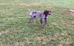German Shorthaired Pointer dogs for sale: Kyler - Image 7