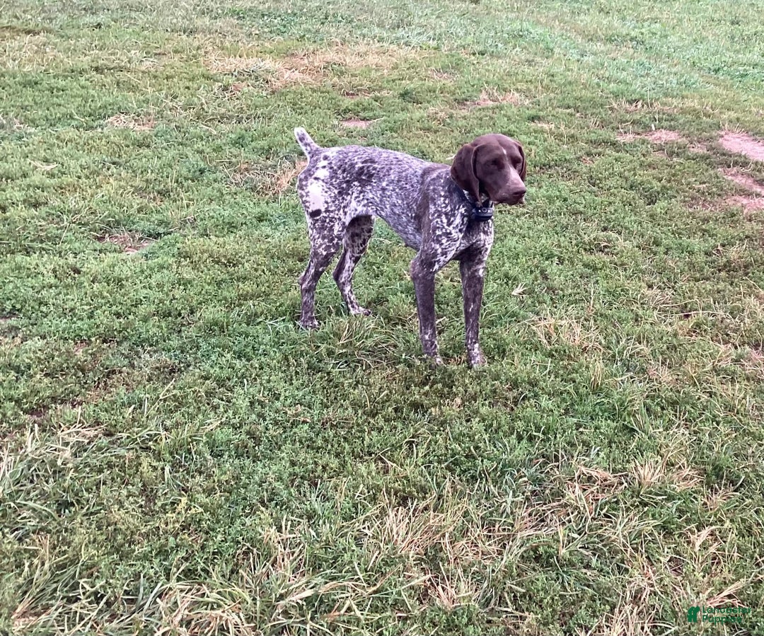 German Shorthaired Pointer dogs for sale: Kyler - Image 7