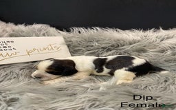 English Springer Spaniel dogs for sale: Dip - Image 2