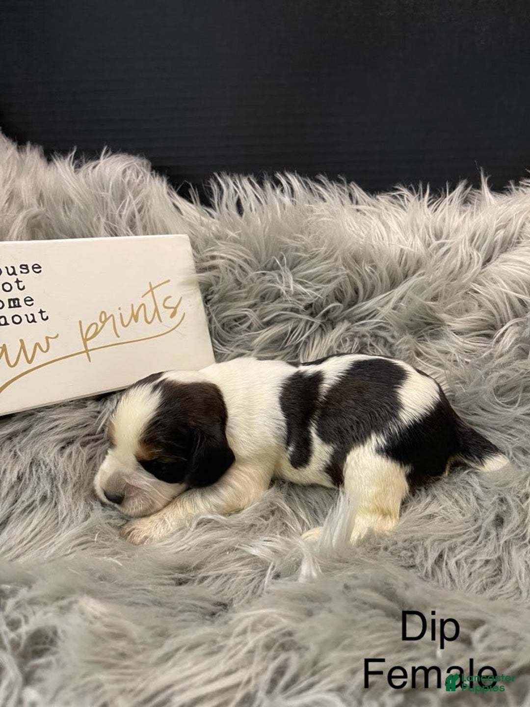 English Springer Spaniel dogs for sale: Dip - Image 2
