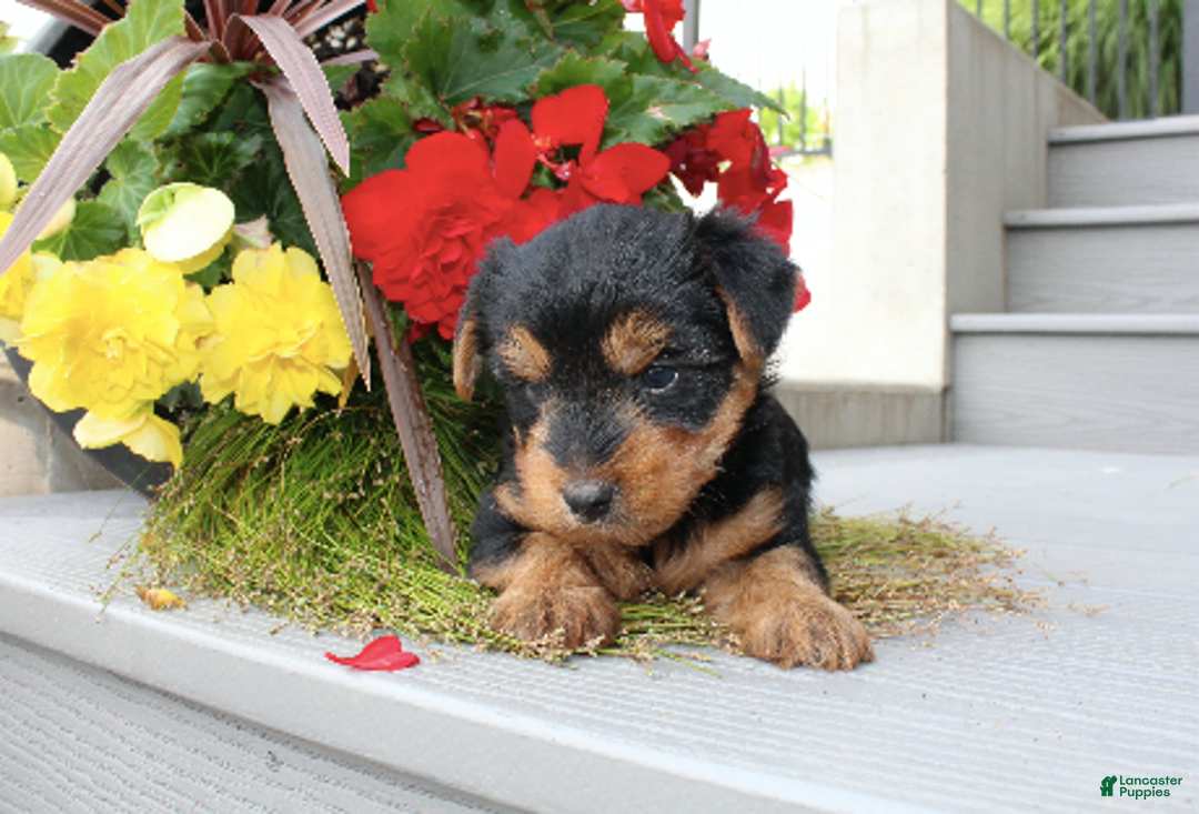 Yorkshire Terrier dogs for sale: Raymond - Image 2