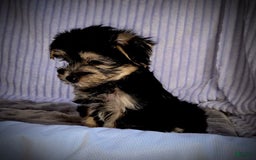 Morkie dogs for sale: Albert - Image 10