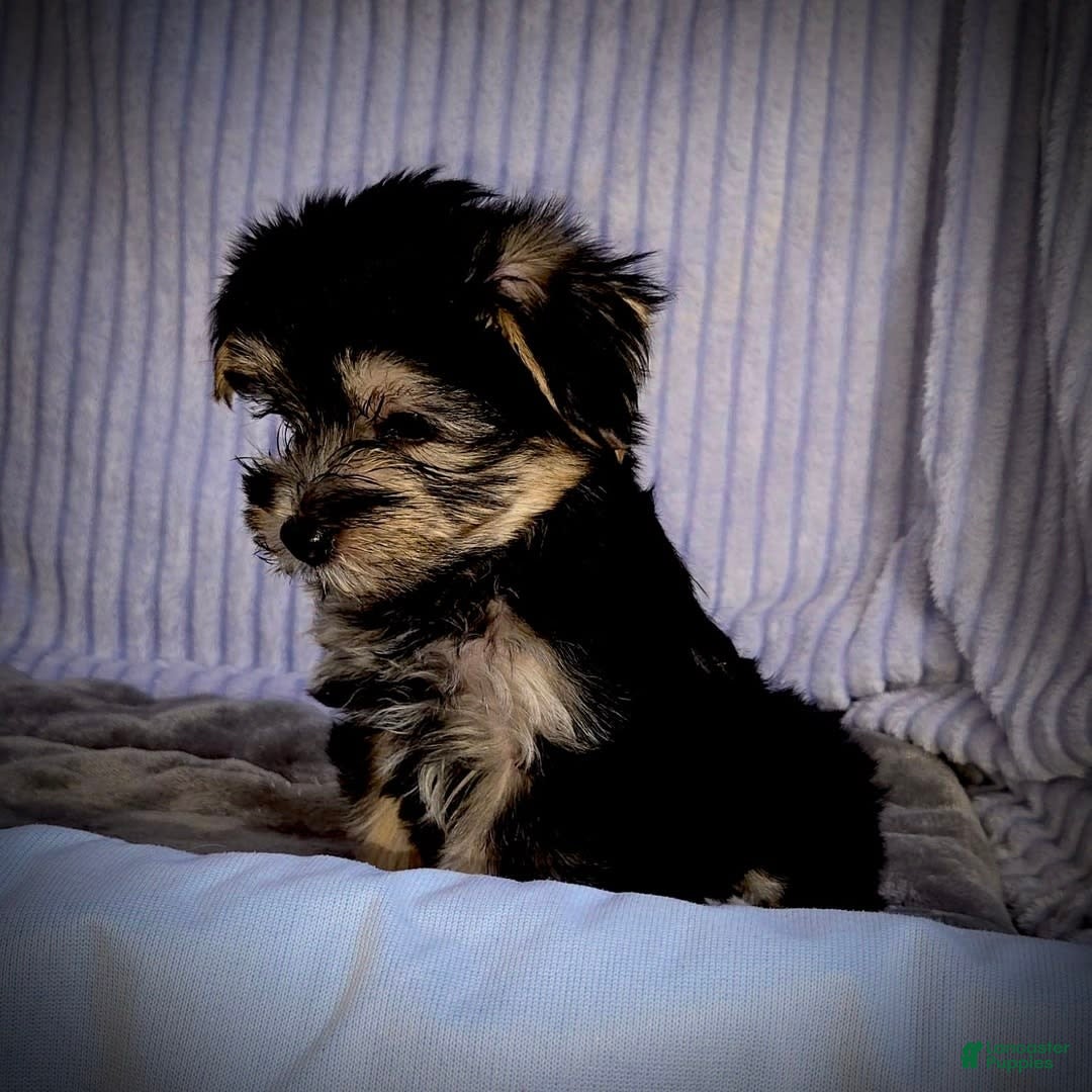 Morkie dogs for sale: Albert - Image 10