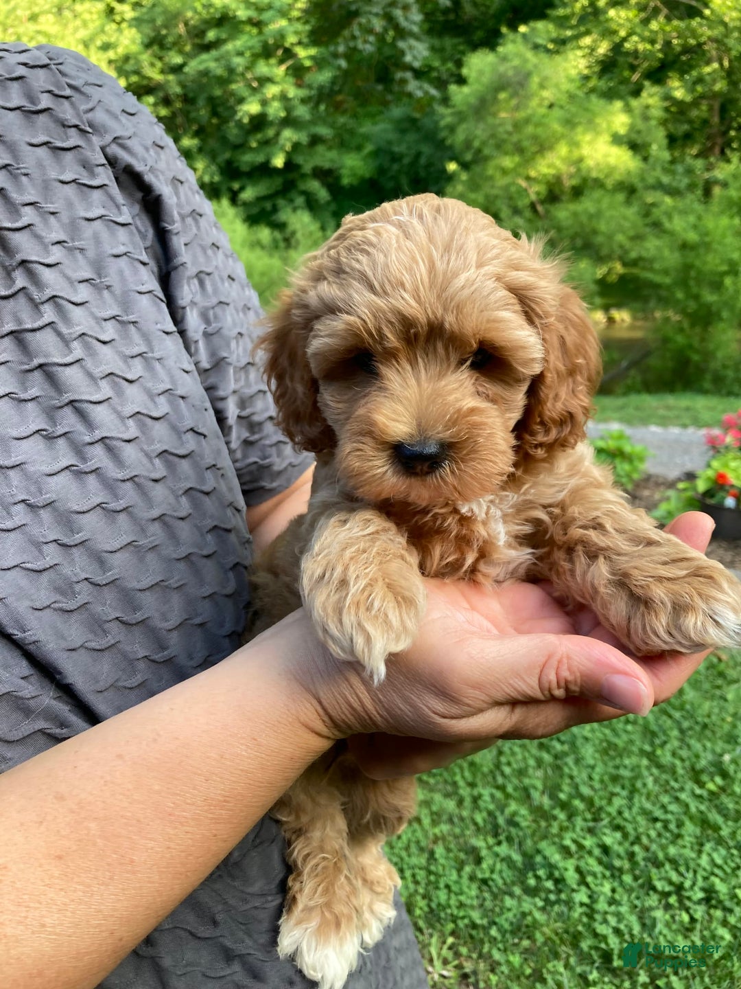 Cockapoo dogs for sale: Buster - Image 6