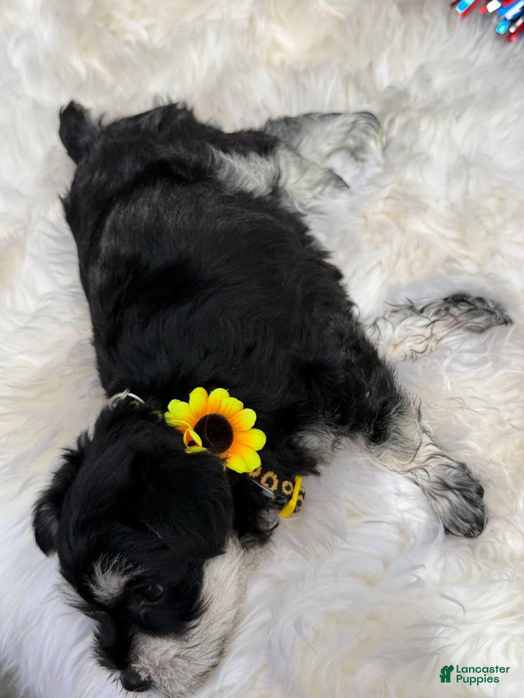 Miniature Schnauzer dogs for sale: BELLA - Image 6
