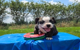 Olde English Bulldogge dogs for sale: Jp - Image 18