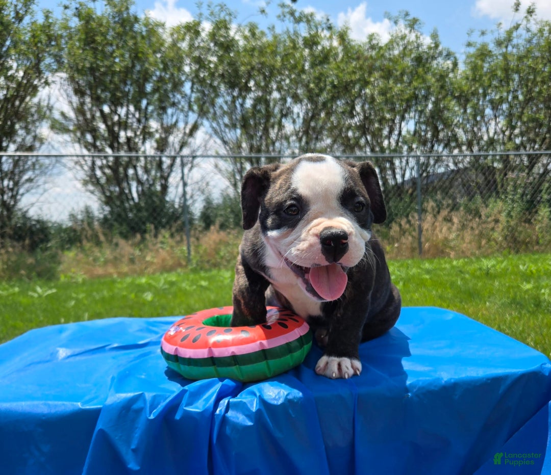Olde English Bulldogge dogs for sale: Jp - Image 18