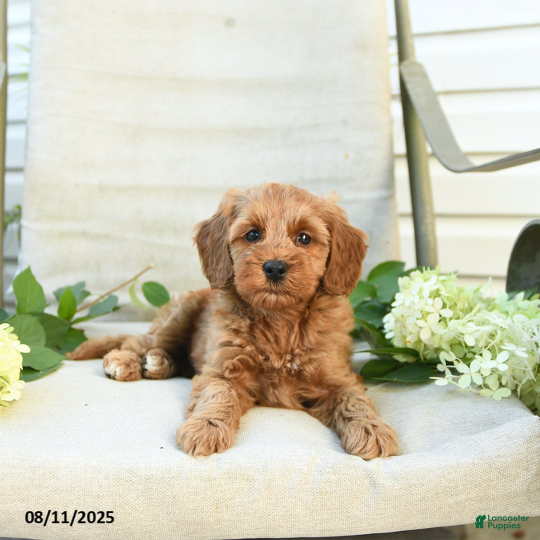 Mini Goldendoodle dogs for sale: Jewel - Image 2
