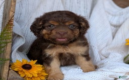 Cockapoo dogs for sale: Heaven - Image 3