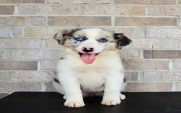 Australian Shepherd dogs for sale: Tillie - Image 7