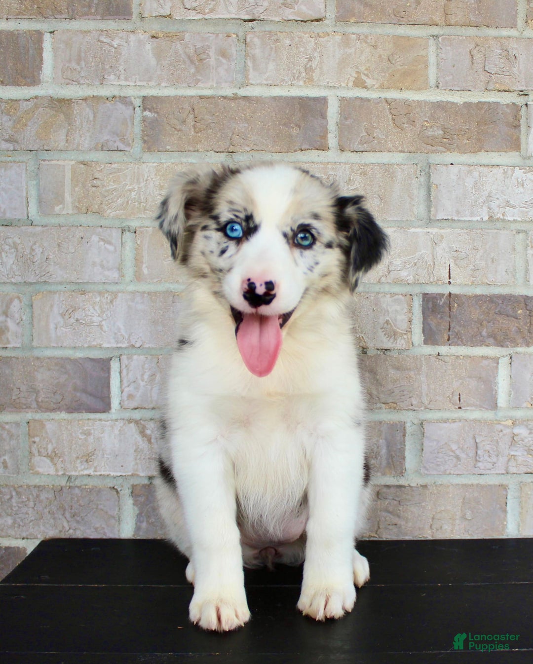 Australian Shepherd dogs for sale: Tillie - Image 7