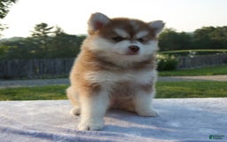 Pomsky dogs for sale: Mickey - Image 2