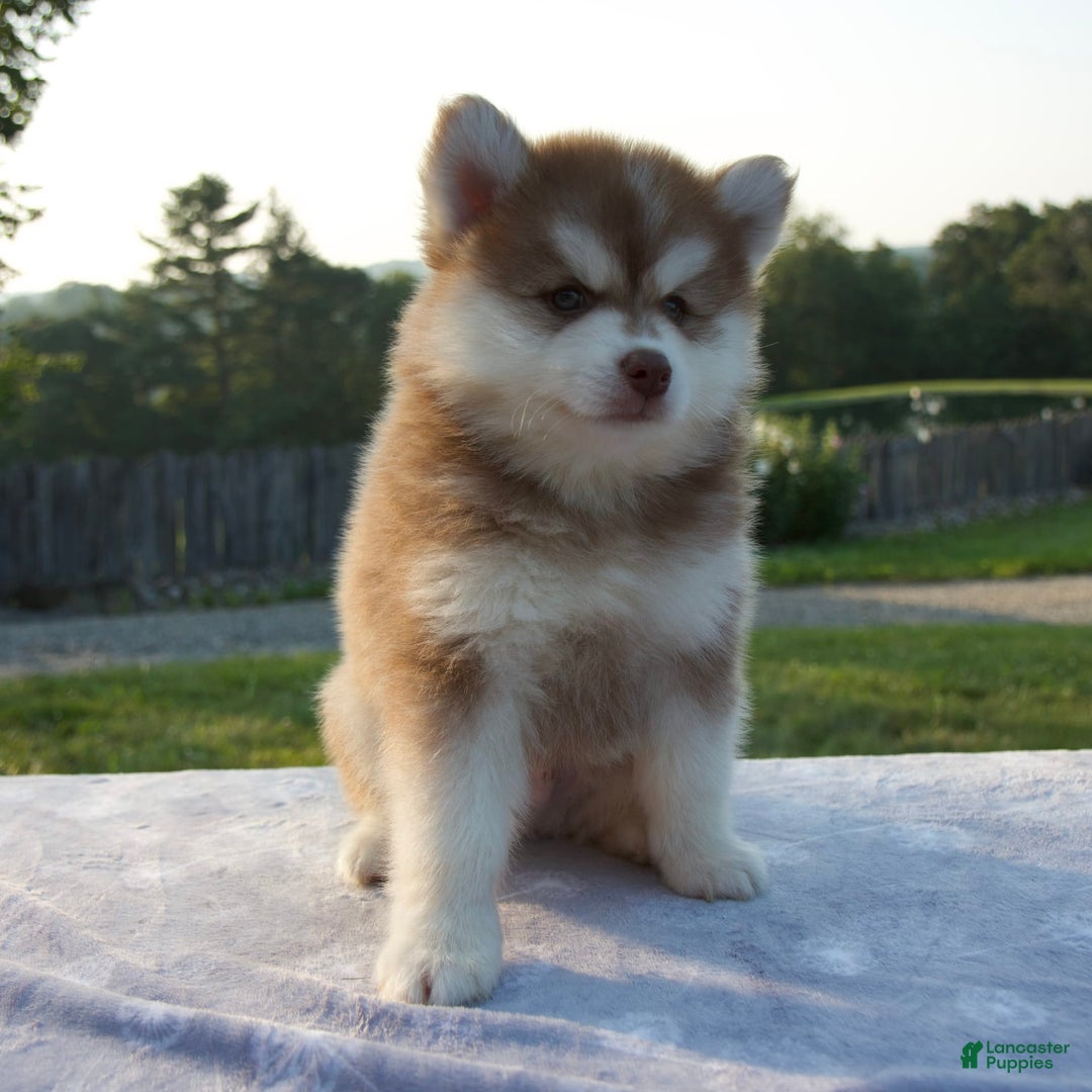 Pomsky dogs for sale: Mickey - Image 2