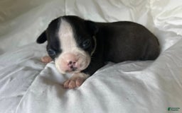Boston Terrier dogs for sale: Ashe - Image 6