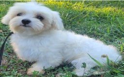 Maltese dogs for sale: Petey - Image 6