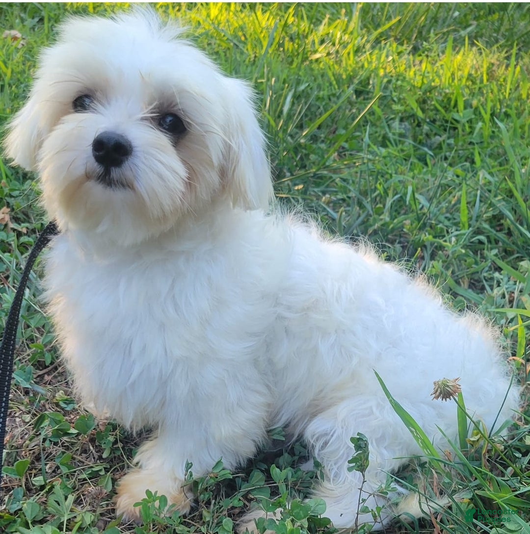 Maltese dogs for sale: Petey - Image 6